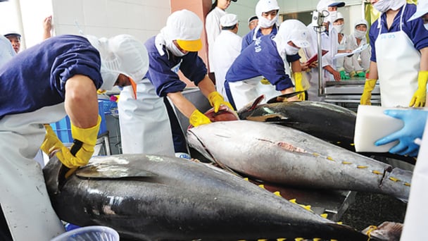 Vietnam rushes to respond to MMPA, aims to avert major seafood export ban from US