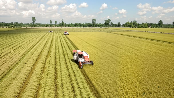Vĩnh Long yêu cầu doanh nghiệp gạo chủ động tìm thị trường mới