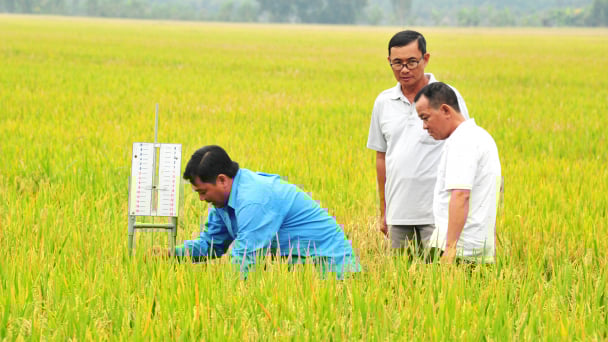Bản tin thời tiết nông vụ ‘công cụ’ hỗ trợ trồng lúa bền vững ở ĐBSCL
