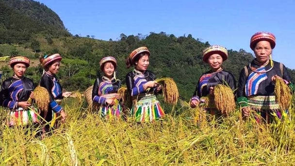Rừng được bảo vệ, thu nhập nông dân tăng 30% sau khi tham gia FFF