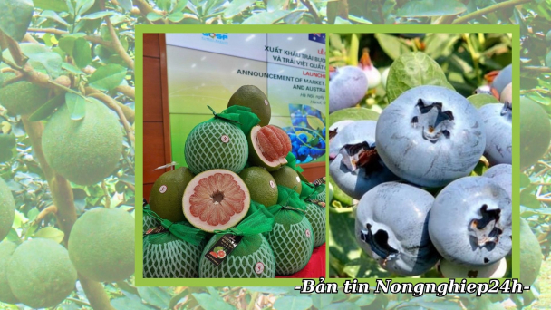 Bưởi Việt - Việt quất Úc: Tiền đề xây dựng chuỗi cung ứng hai chiều