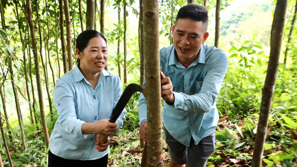 Trồng quế hữu cơ mở hướng làm giàu ở Đông Ngũ