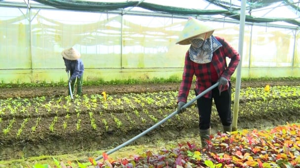 Đà Nẵng chuyển hướng canh tác hữu cơ, chăm sóc sức khỏe đất