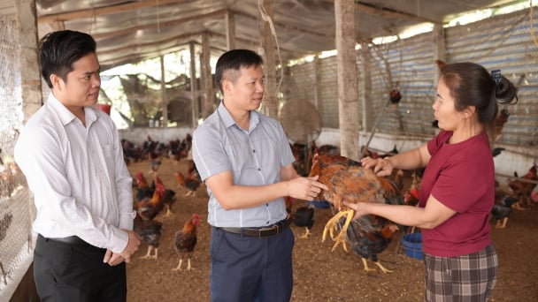 Gà trống thiến mở hướng thoát nghèo