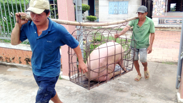 Đồng loạt ra quân xóa dịch tả heo Châu Phi