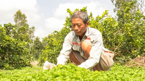 Trồng rau xen canh trong vườn cây ăn trái để giảm nghèo bền vững
