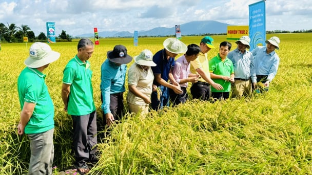 An Giang lan tỏa hiệu quả Đề án 1 triệu ha lúa chất lượng cao