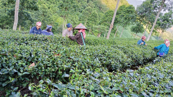 Cây chè - đòn bẩy kinh tế của Bảo Yên
