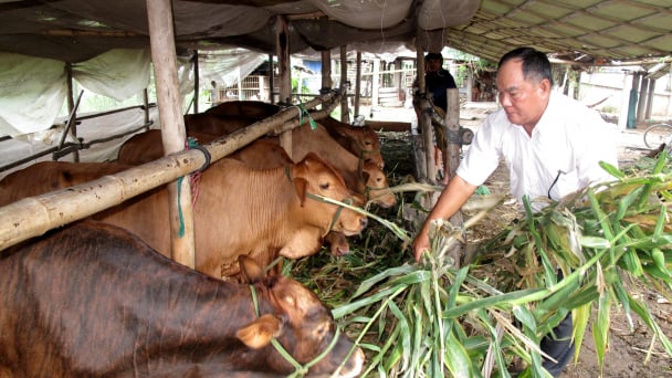 Đồng Tháp chủ động tiêm phòng bảo vệ đàn bò