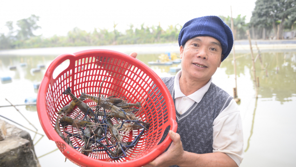 Nuôi tôm càng xanh kết hợp cấy lúa - mô hình khuyến nông hiệu quả