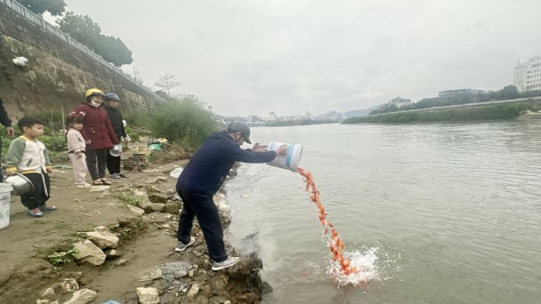 Lào Cai thả cá tái tạo nguồn lợi thủy sản sông Hồng