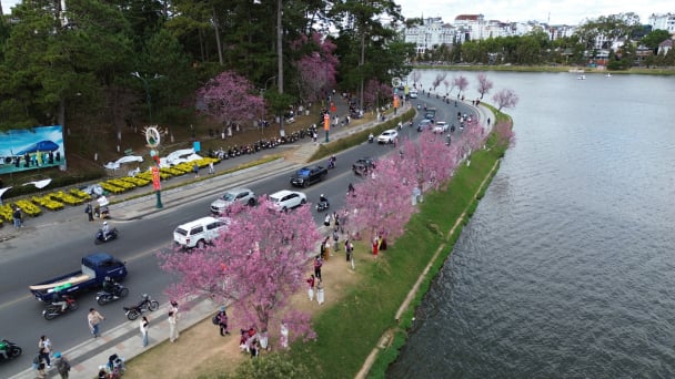 Du khách say lòng mùa mai anh đào nở