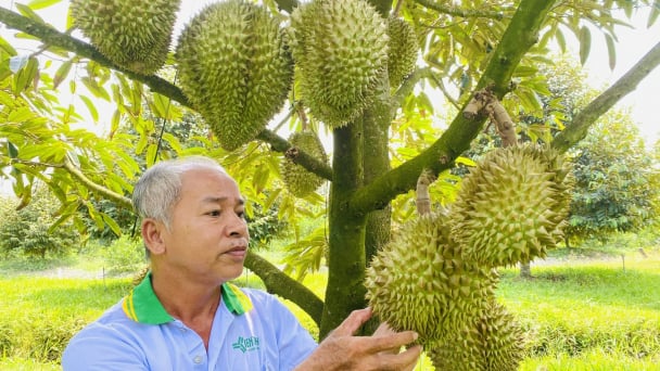 Sầu riêng miền Tây rớt giá sâu