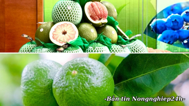 Chuẩn hóa mã số vùng trồng, xuất khẩu bưởi, chanh theo Nghị định thư mới