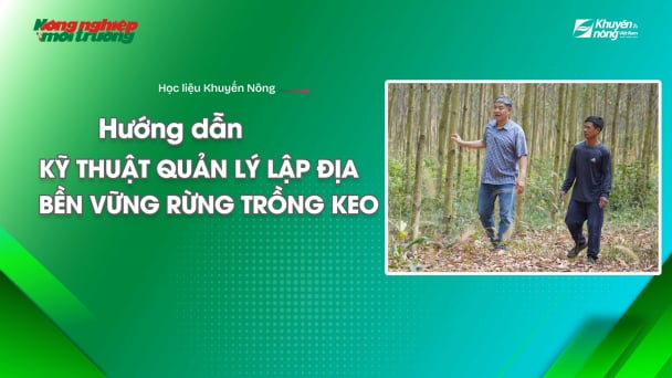 Kỹ thuật quản lý lập địa bền vững rừng trồng keo