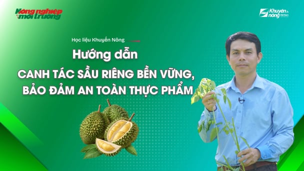 Kỹ thuật canh tác sầu riêng bền vững
