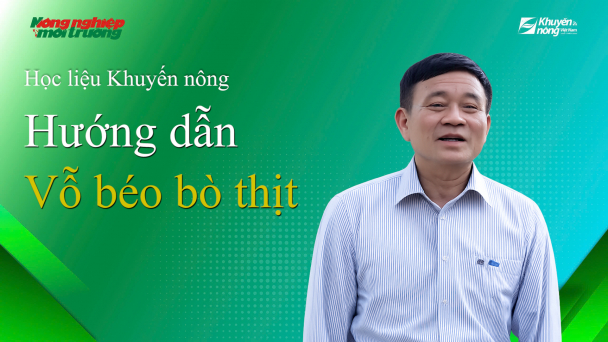 Hướng dẫn vỗ béo bò thịt gắn với chuỗi liên kết tiêu thụ sản phẩm