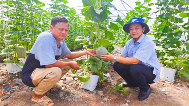 Trồng dưa trong nhà lưới cho thu hoạch gần 4 vụ/ năm