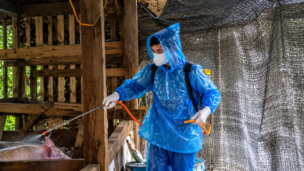 Phát hiện chủng virus nguy hiểm trong ổ dịch tả lợn châu Phi ở Lào Cai