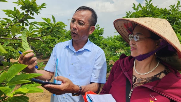 Nông dân học cách 'bắt bệnh' cho cây na