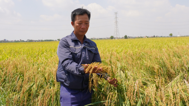 'Lúa không bèo dâu, lấy đâu ra thóc'