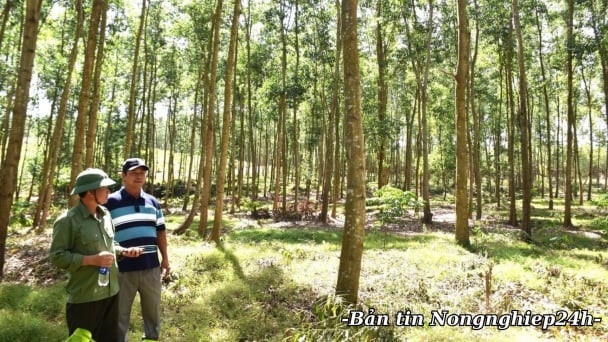 Quản lý hiệu quả quỹ rừng do địa phương nắm giữ