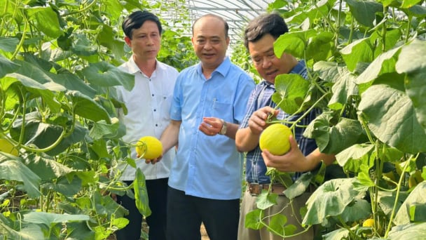 Hội Nông dân Thanh Hóa đồng hành phát triển nông nghiệp xanh