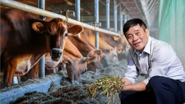 Khẩu phần ăn giúp bò tăng trọng 1,5kg mỗi ngày