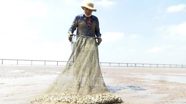 Vĩnh Long khuyến cáo thu hoạch sớm nghêu thương phẩm