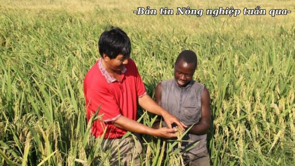 Việt Nam chủ động thúc đẩy hợp tác Nam - Nam lĩnh vực nông nghiệp