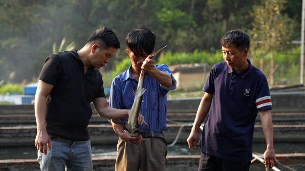 Khó khăn bủa vây người nuôi cá nước lạnh ở Lai Châu