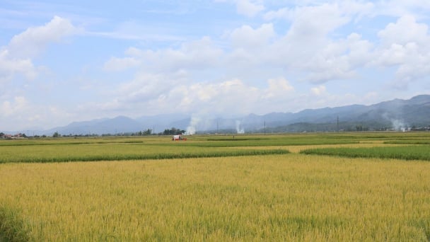 Điện Biên tăng cường thông tin thị trường, hỗ trợ xuất khẩu nông sản