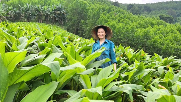 Đánh thức đồi cằn bằng cây nghệ nếp đỏ