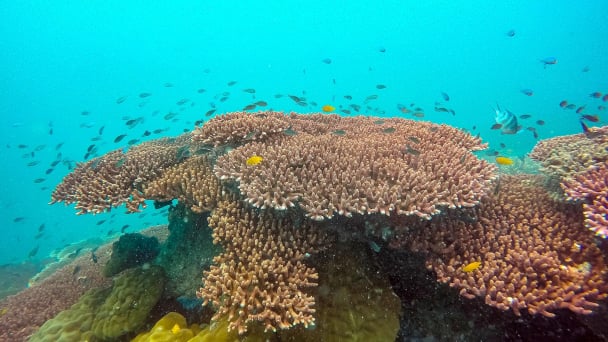 Giữ màu san hô Côn Đảo: [Bài cuối] Hồi sinh những ‘cánh rừng’ dưới biển