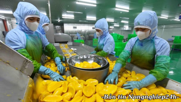 Xuất khẩu rau quả tăng gần 18%