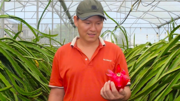 Nhà kính giúp cây thanh long vượt qua bất lợi thời tiết