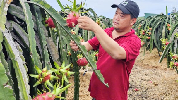 Mưa kéo dài, tăng nguy cơ dịch hại trên thanh long