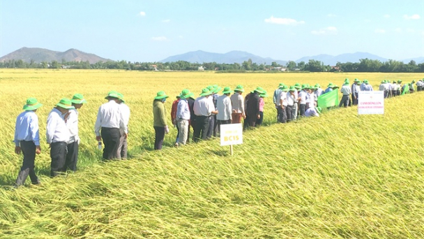 BC15 chuyển gen kháng đạo ôn tạo đột phá