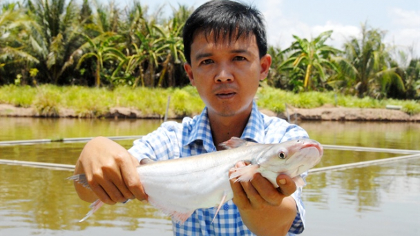Nuôi cá bông lau trong ao đất