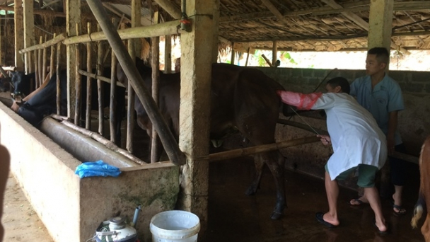 Nâng cao chất lượng đàn gia súc bằng thụ tinh nhân tạo