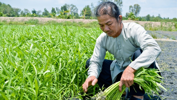 Đồng Tháp: Vinmart đặt hàng nông dân sản xuất nông sản sạch