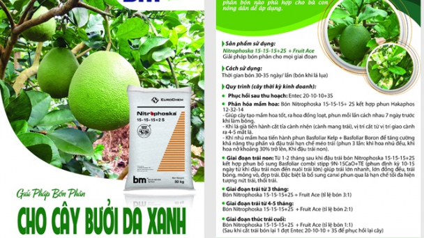 Giải pháp bón phân BM cho bưởi da xanh