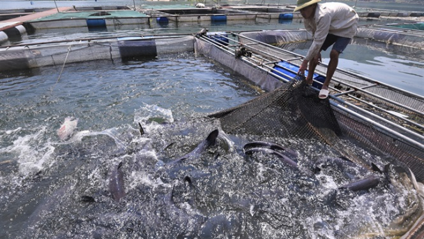 Cá sạch sông Đà, sản phẩm OCOP Hòa Bình
