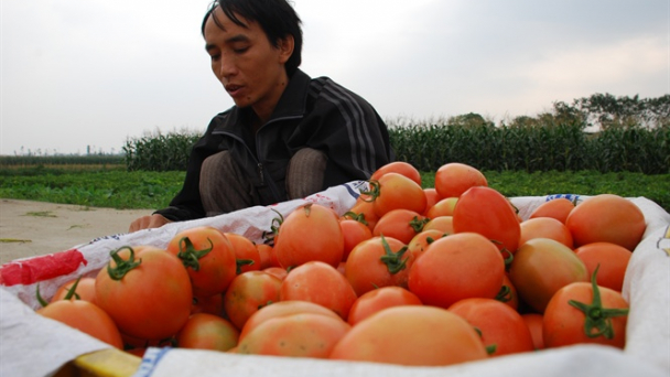 Bón phân cho bí đỏ, cà chua