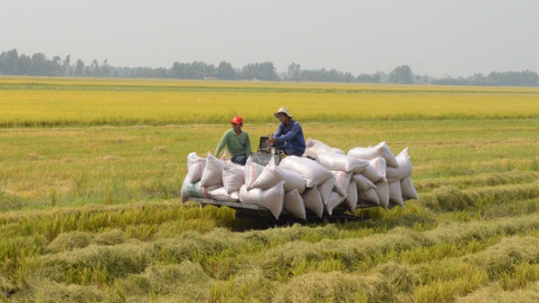 Kiên Giang: Xây dựng cánh đồng lớn sản xuất lúa 75.000 ha