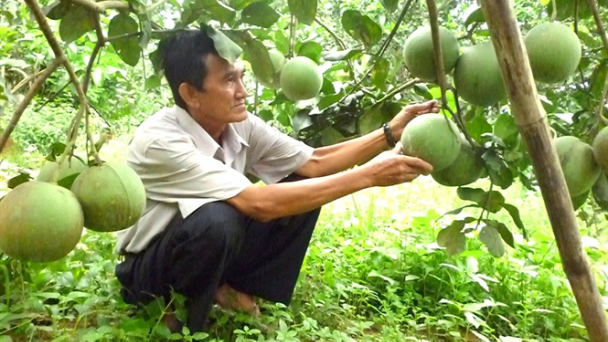 Trồng bưởi da xanh và dừa xiêm theo tiêu chuẩn VietGAP
