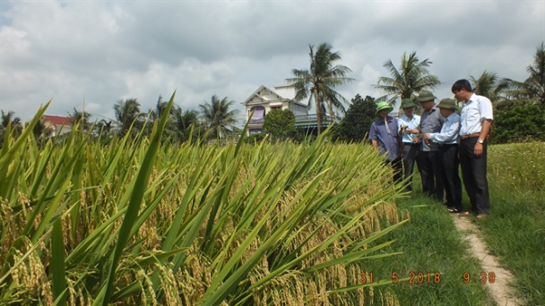 Hai giống lúa thuần thế hệ mới của Hải Dương
