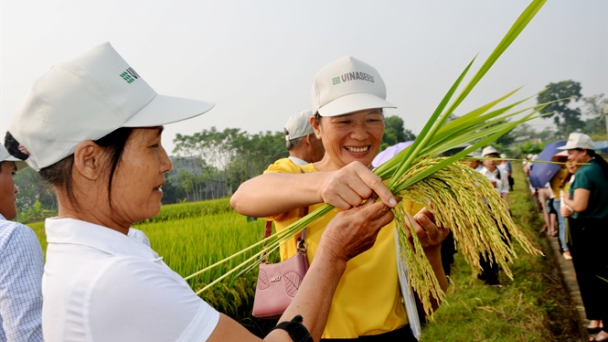 Giống lúa thuần VNR20 tỏa sáng ở xứ Tuyên