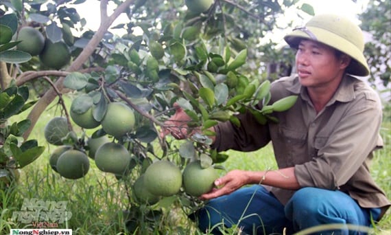 Thanh Hóa: Nông nghiệp tăng trưởng toàn diện