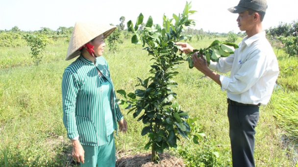 Hậu Giang: Tích cực chuyển đổi cây trồng